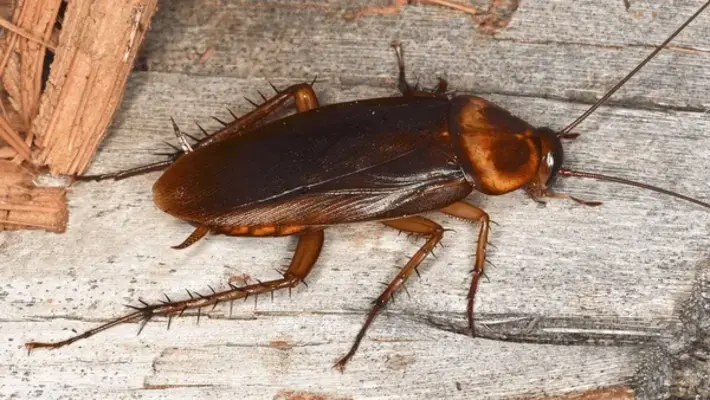 Professional Madison pest control technician using a flashlight to inspect kitchen cabinets for signs of cockroach activity.