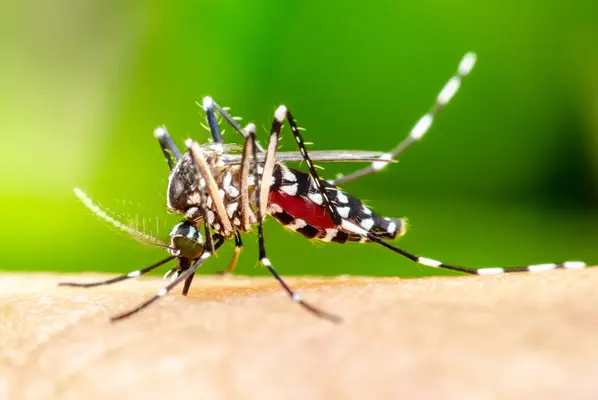 Pest control professional applying a protective mosquito barrier treatment to backyard foliage and bushes in Madison.